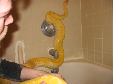 Solomon, male albino het granite burm in bathtub