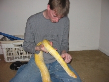 Still helping with shed