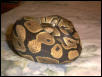 BALL Python
