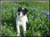 Our lovely  Bluebonnet 'Bonnie'