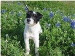 Our lovely  Bluebonnet 'Bonnie'