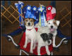 Big wins at the Jack Russell Terrier trial