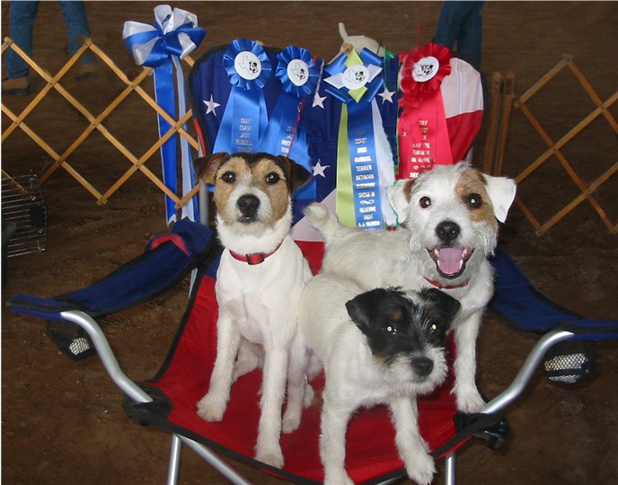 Big wins at the Jack Russell Terrier trial