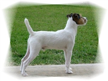 Crockett