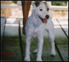Fila of Texas Jack Kennel