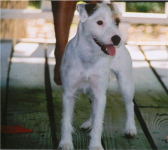 Fila of Texas Jack Kennel