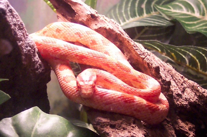 Norbert