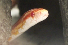 Norbert