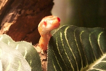 Norbert