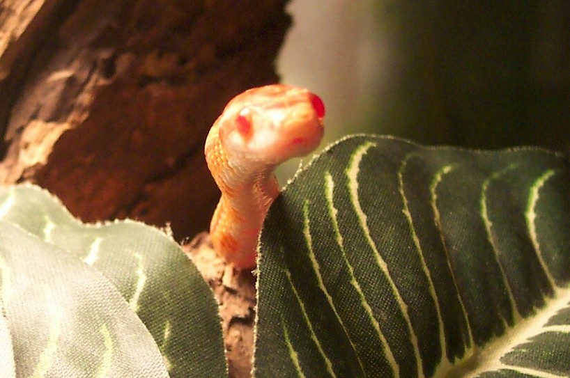 Norbert