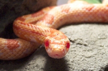 Close up of Norbert