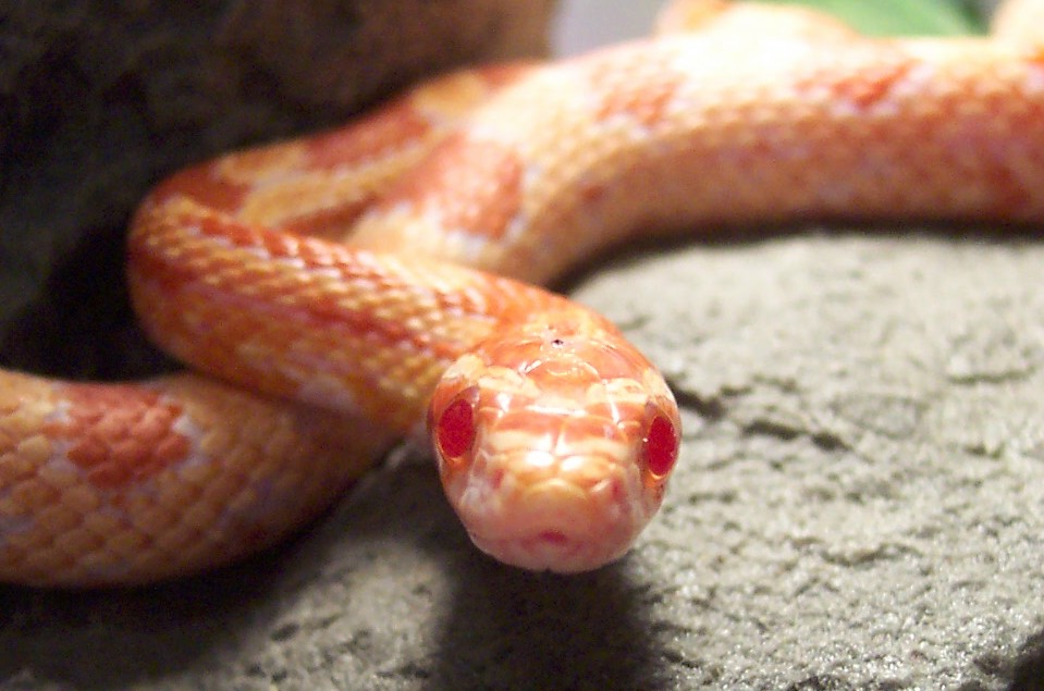 Close up of Norbert