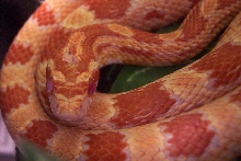 Norbert close up