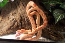 Norbert eating