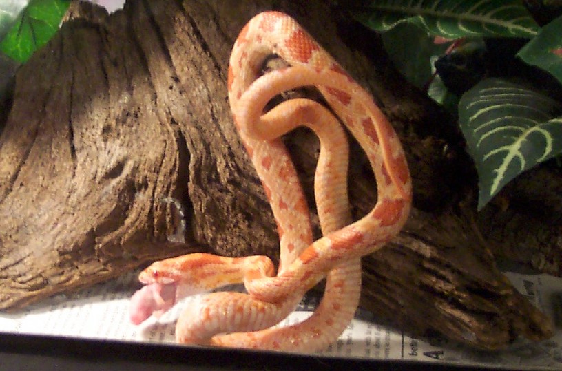 Norbert eating