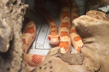 Norbert in between driftwood