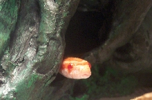 Norbert