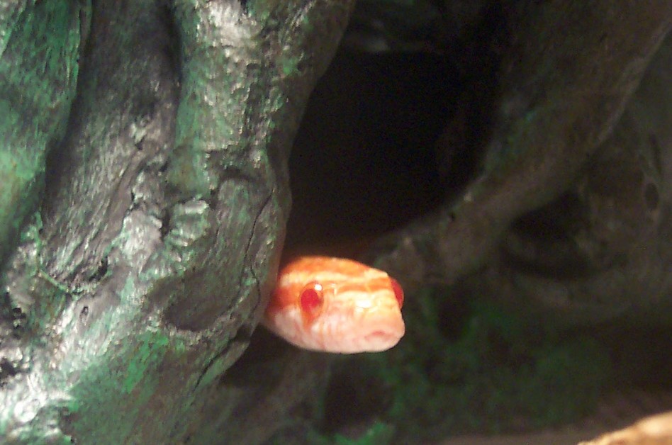 Norbert