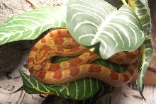 Norbert on his tree
