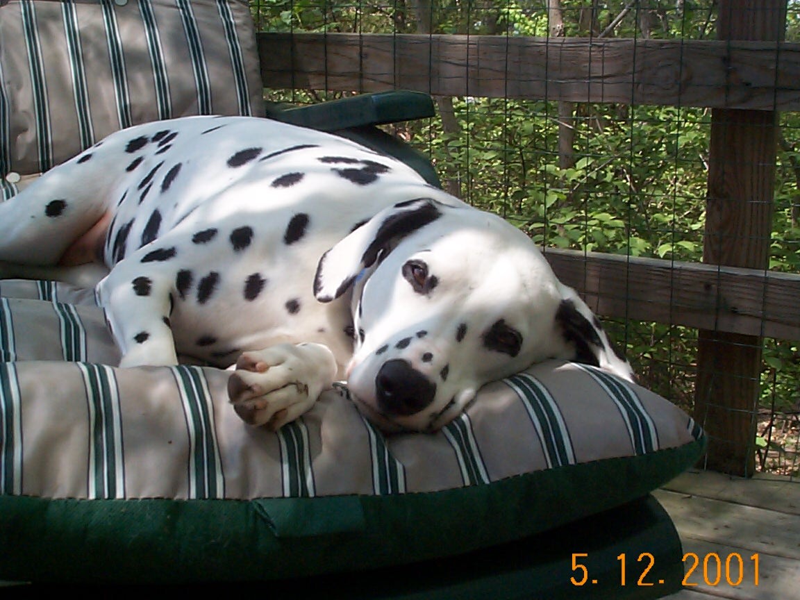 Summertime Lizzie