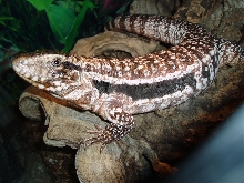 Male or Female?