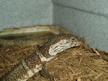 Dumerils monitor eating