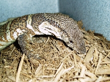 Dumerils Monitor