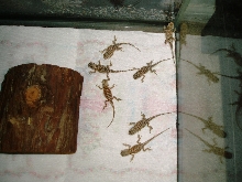 My hatchlings
