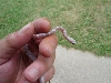 06 ghost corn
