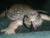 bahumut