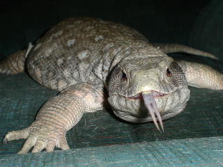 bahumut