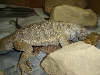 beardie breeding activity