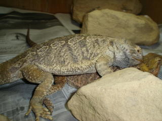 beardie breeding activity