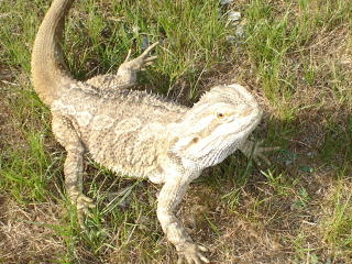 Barney