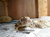 beardie eating mouse