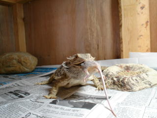 beardie eating mouse