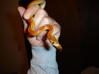 cain