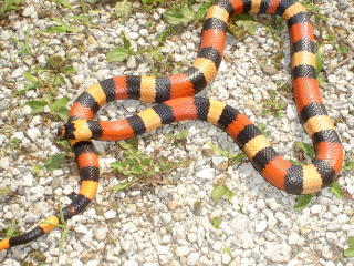 Chica