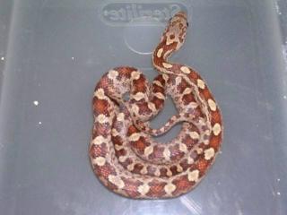 corn x yellow rat hybrid