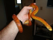 hypomelanistic female corn