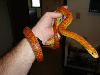 hypomelanistic female corn