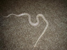 male snow corn