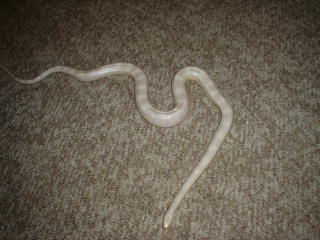 male snow corn