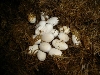 good corn eggs