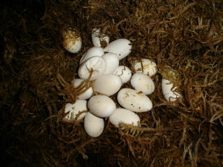 good corn eggs