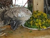 Dandelion Dinner
