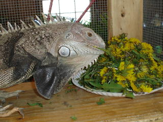 Dandelion Dinner