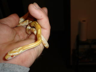incubus