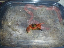 laying box
