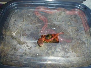 laying box